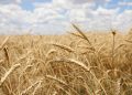 CEREAL PRODUCTION - The Brief | Namibia's Leading Business & Financial News Namibia among countries seeing modest recovery in cereal output