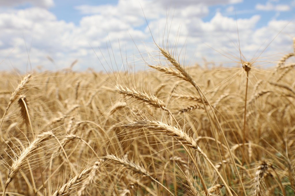 CEREAL PRODUCTION - The Brief | Namibia's Leading Business & Financial News