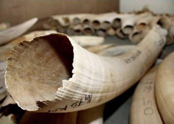 Namibia pins hopes on key CITES ruling over ivory stockpile