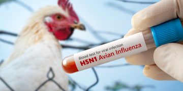 Namibia issues bird flu alert after outbreak in Botswana