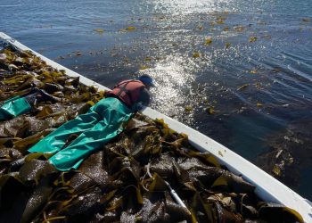 Kelp Blue harvests over 200 tonnes of Kelp near Lüderitz
