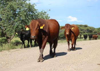 Livestock marketing drops 53.8% year-on-year in May