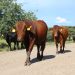 Livestock marketing drops 53.8% year-on-year in May