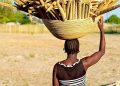 The role of traditional authorities in agriculture