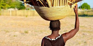 The role of traditional authorities in agriculture
