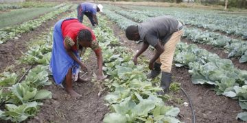 IMF calls for stronger investment in agriculture to combat climate shocks in Namibia