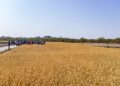 NAB calls for boost in local rice production amid soaring imports