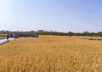 NAB calls for boost in local rice production amid soaring imports