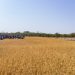 NAB calls for boost in local rice production amid soaring imports