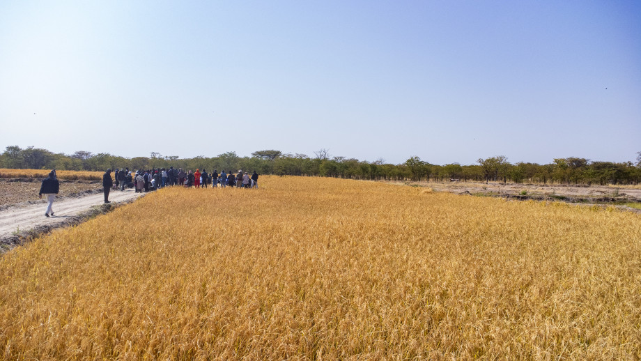 Rice production - The Brief | Namibia's Leading Business & Financial News