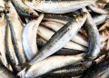 Namibia extends pilchard fishing ban for three more years