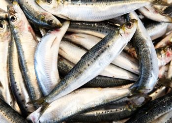 Namibia extends pilchard fishing ban for three more years