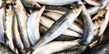 Namibia extends pilchard fishing ban for three more years