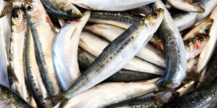 Namibia extends pilchard fishing ban for three more years