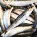 Namibia extends pilchard fishing ban for three more years