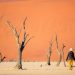 Costly flights and seasonal demand threaten Namibia’s tourism recovery