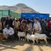 40 farmers to benefit from N$4 million small stock initiative