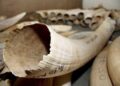 Namibia pins hopes on key CITES ruling over ivory stockpile