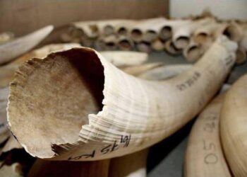Namibia pins hopes on key CITES ruling over ivory stockpile