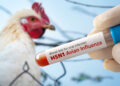 Namibia issues bird flu alert after outbreak in Botswana