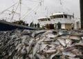 Namibia urged to reform fisheries legislation and improve oversight