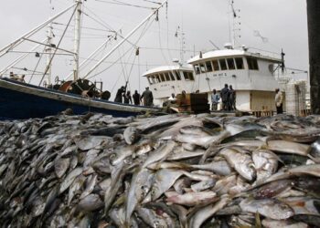 Namibia urged to reform fisheries legislation and improve oversight