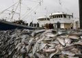 Namibia urged to reform fisheries legislation and improve oversight