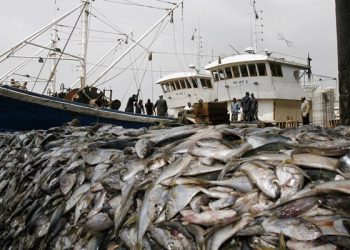 Namibia urged to reform fisheries legislation and improve oversight