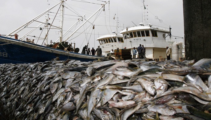 fishes - The Brief | Namibia's Leading Business & Financial News