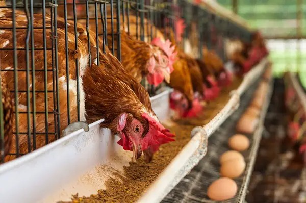 CHICKEN4 - The Brief | Namibia's Leading Business & Financial News