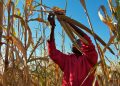 Strive for food self-sufficiency and security
