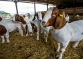Small stock exports surge 36% in June