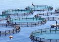SALMON - The Brief | Namibia's Leading Business & Financial News African Aquaculture, AKVA partner on N$8.5bn Lüderitz salmon project