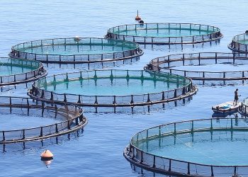 African Aquaculture, AKVA partner on N$8.5bn Lüderitz salmon project