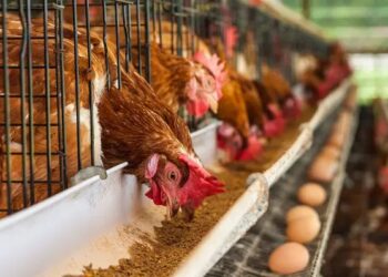 Understanding layer hens