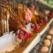 Understanding layer hens