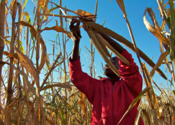 Strive for food self-sufficiency and security