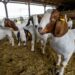 Small stock exports surge 36% in June