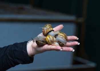Namibian snail farm eyes EU and South African export markets