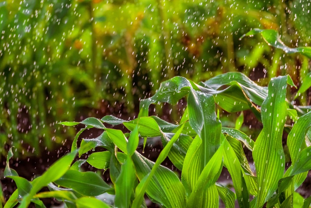 RAINY - The Brief | Namibia's Leading Business & Financial News season