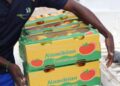 NAMIBIAN TOMATOES - The Brief | Namibia's Leading Business & Financial News NAB plans N$250m investment to boost crop production and exports