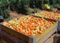 Govt moves to resolve SA’s tomato export ban as grapes face risk