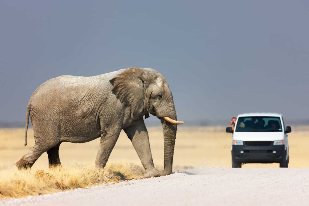ELEPHANT - The Brief | Namibia's Leading Business & Financial News