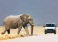Tourism in Etosha unaffected despite recent fires – Minister
