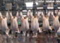 CHICKENS6 - The Brief | Namibia's Leading Business & Financial News Namibia slaughtered over 14 million chickens by end of September