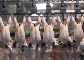 Namibia slaughtered over 14 million chickens by end of September