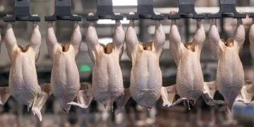 Namibia slaughtered over 14 million chickens by end of September