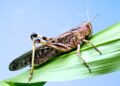 Locust outbreak threatens crops and grazing lands in Zambezi Region
