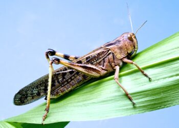 Locust outbreak threatens crops and grazing lands in Zambezi Region
