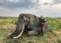 ELEPHANT1 - The Brief | Namibia's Leading Business & Financial News Zambezi conservancies demand higher fees for elephant trophy hunts